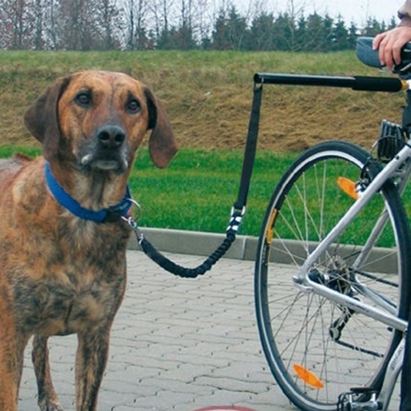 Bicycle Dog Leash in Action - Brown Hound with Blue Collar Attached to Silver Bicycle via Black Elastic Leash, Cobblestone Path with Green Field Background