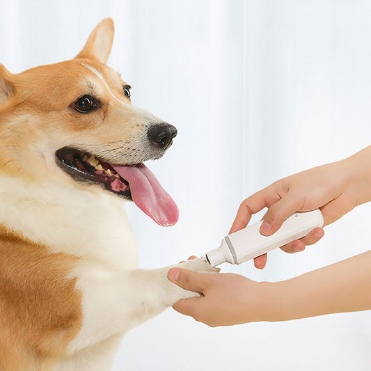 "Owner using electric pet nail grinder on Corgi dog - happy relaxed dog during painless nail trimming"