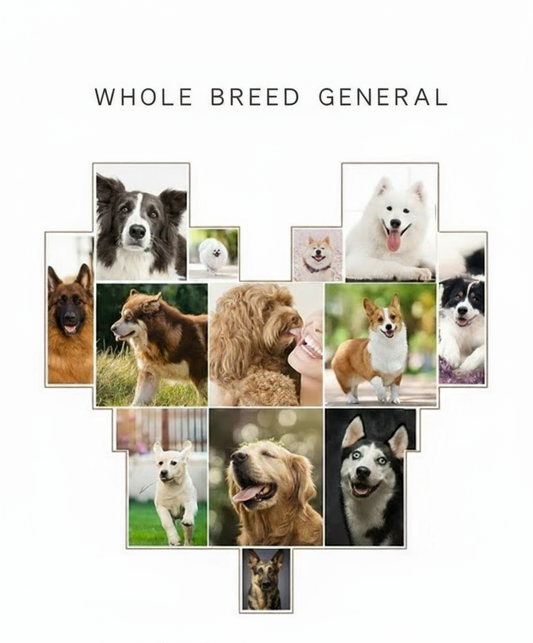 Whole Breed General dog breed guide showing a collection of popular dog breeds - Border Collie, Samoyed, Pomeranian, German Shepherd, Golden Retriever, Corgi, Husky and more purebred dogs"