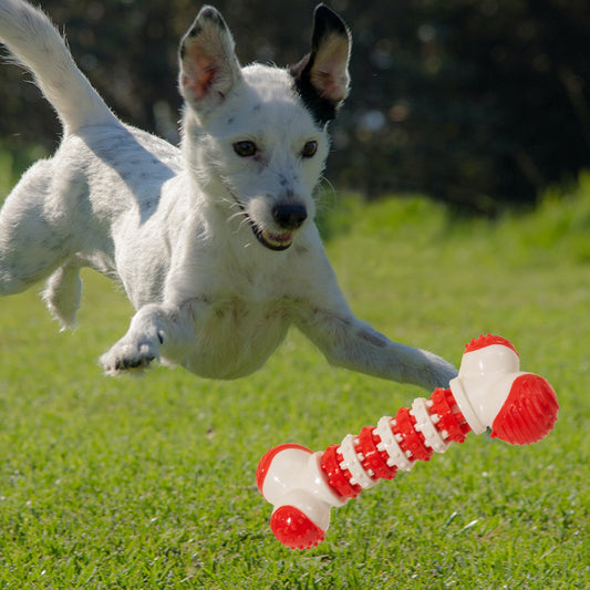 Interactive Dog Toy