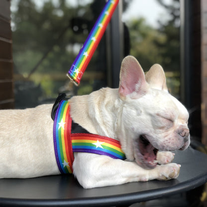 Rainbow dog leash