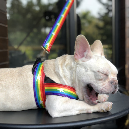 Rainbow dog leash