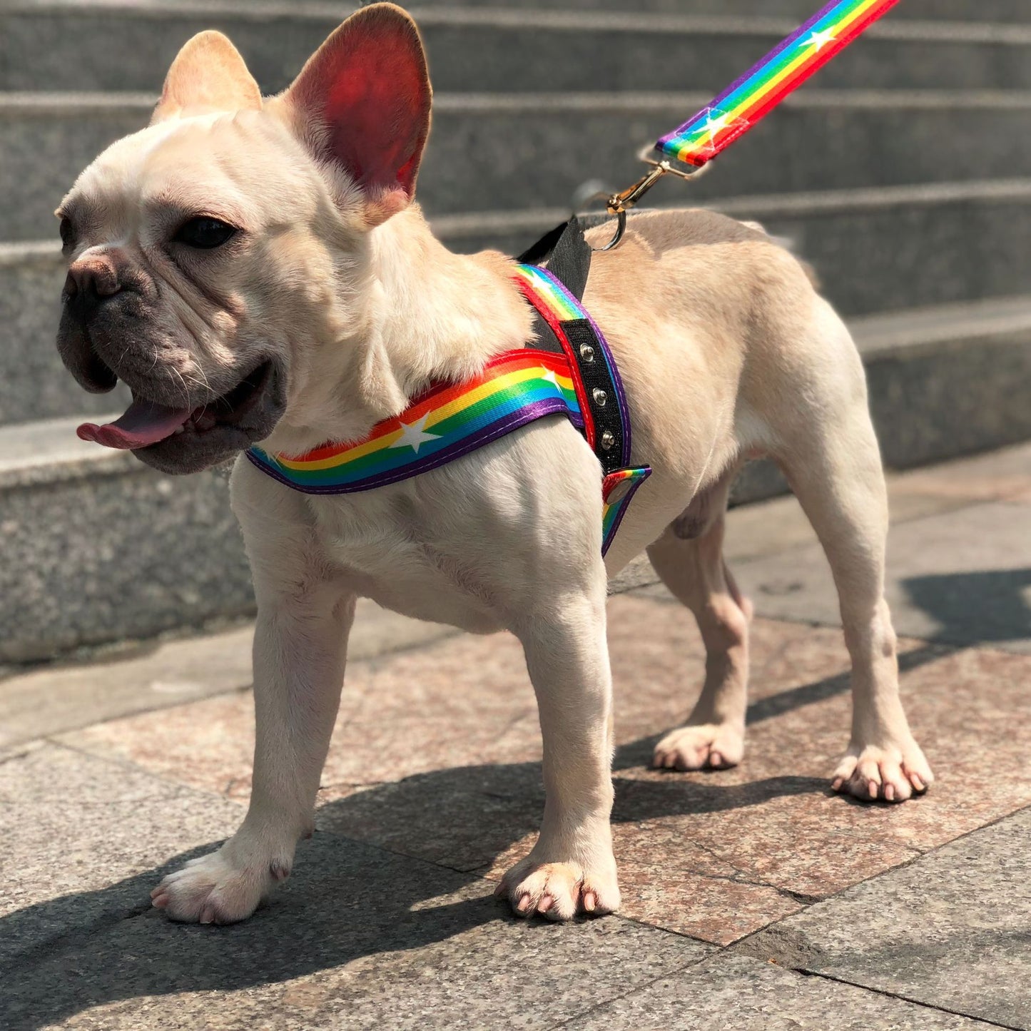 Rainbow dog leash