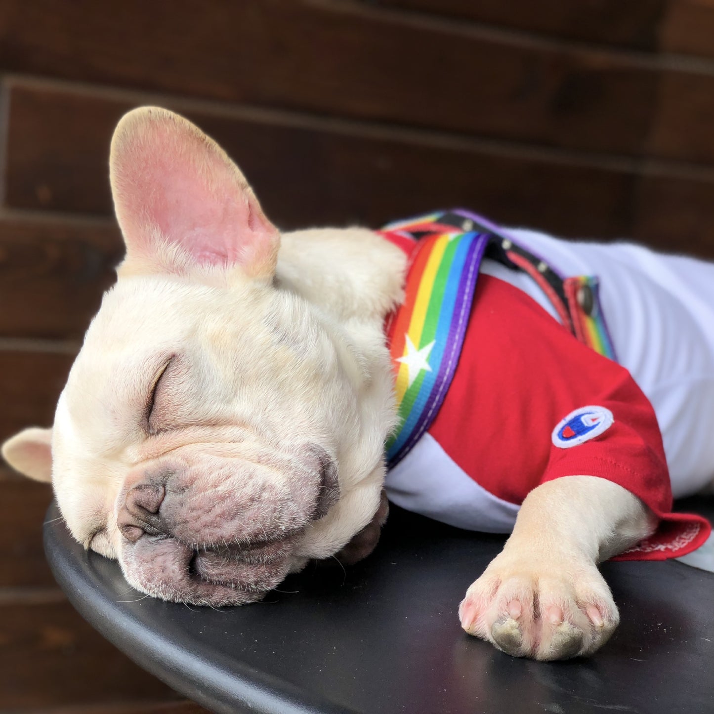 Rainbow dog leash