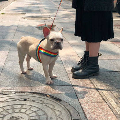 Rainbow dog leash