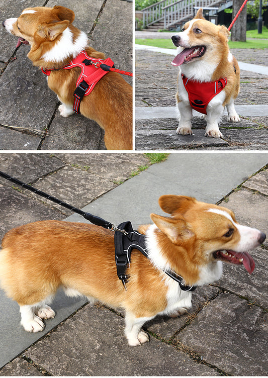 Corgi Dog Wearing Red Reflective Harness Outdoors - Multiple Angles Showing Comfortable Fit and No-Pull Design
