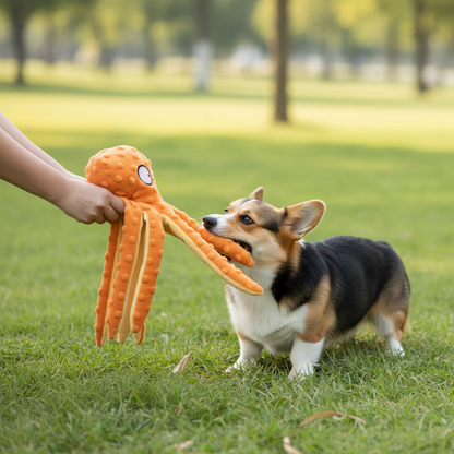 "Tug-of-War Game - Owner and Corgi Playing Interactive Game with Octopus Toy"